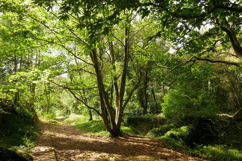 bosque encantado de Aldán en Cangas