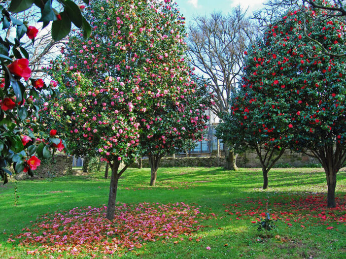 Ruta de la Camelia en Galicia guía