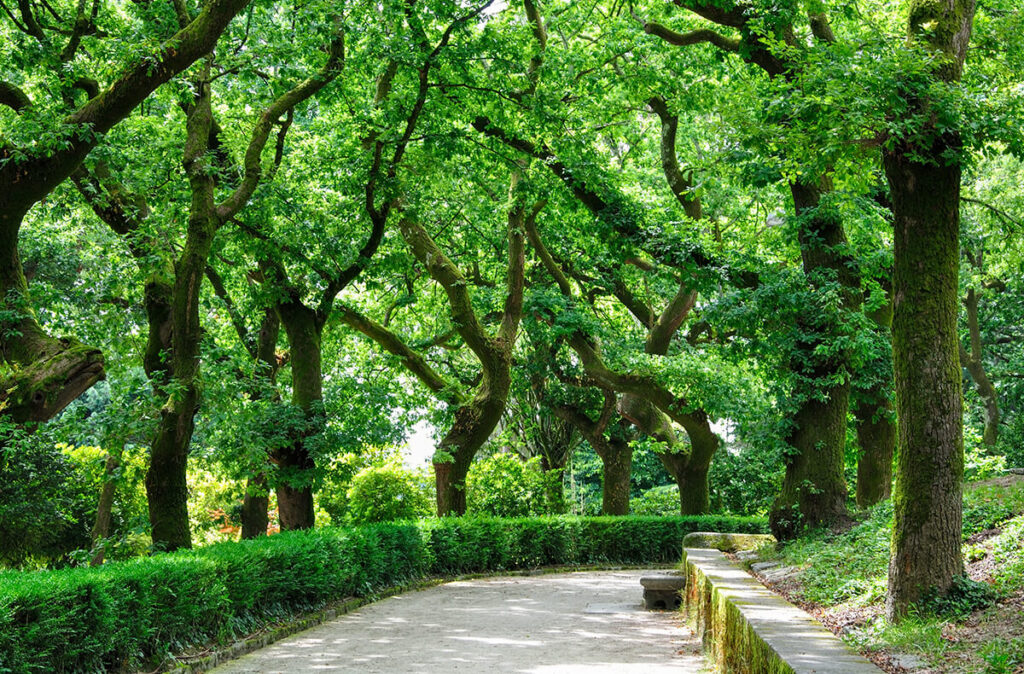 ruta de la Camelia en la Alameda de Santiago de Compostela