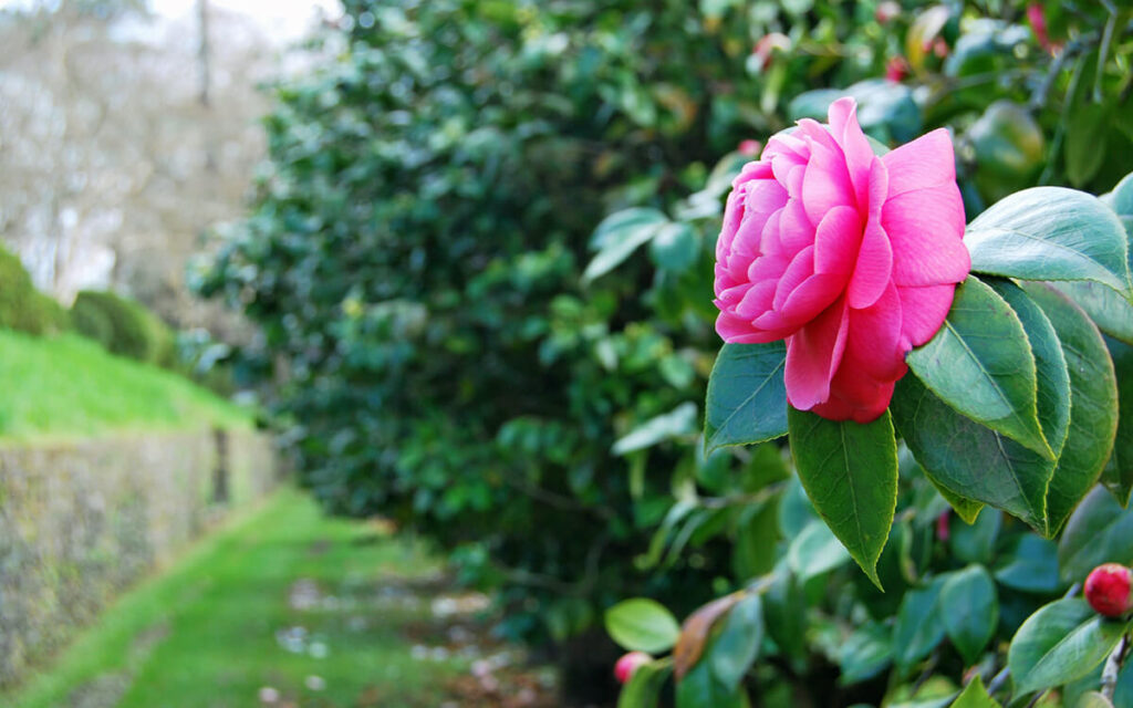 ruta de la Camelia en el Pazo de Mariñán en Bergondo