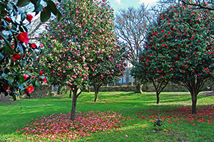 cultura de Galicia Ruta de la Camelia