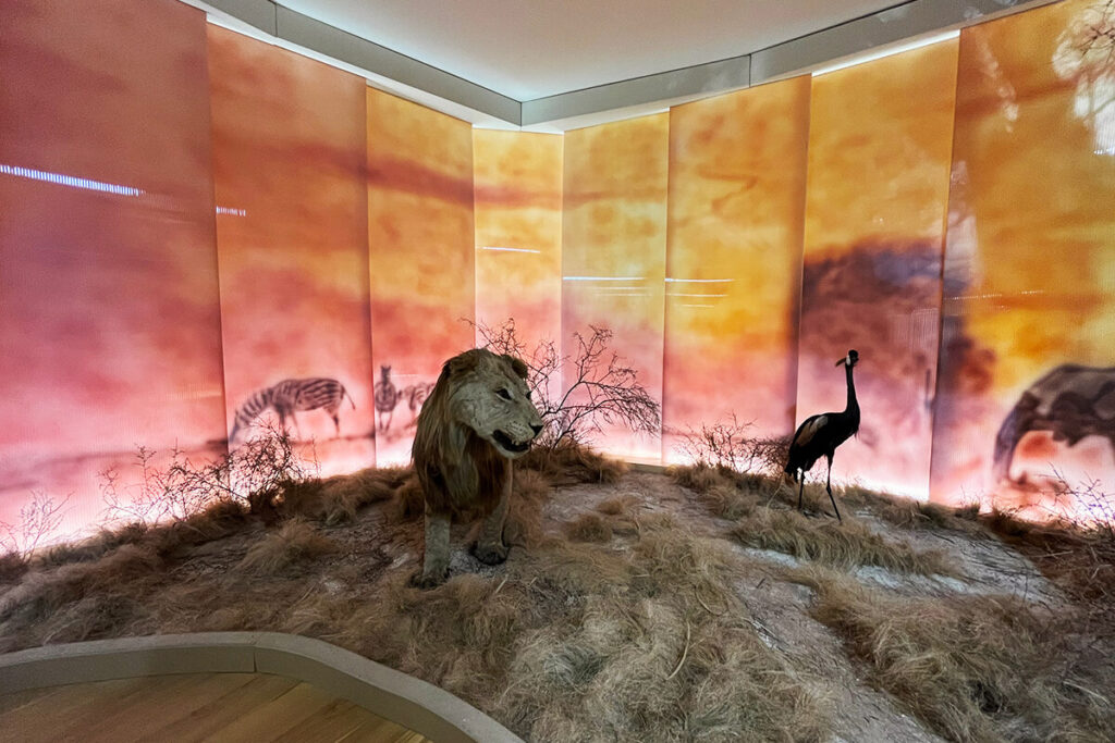 Museo de Historia Natural de la USC Santiago de Compostela (Sala de Biodiversidad Terrestre)