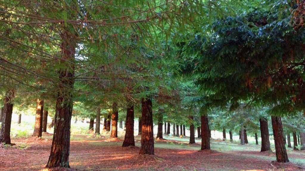 bosque de Colón secuoyas en
Poio