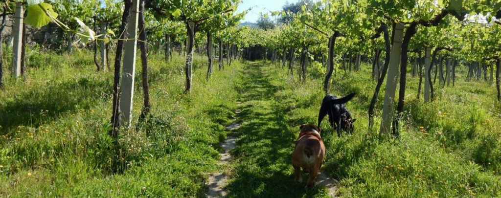 actividades de enoturismo en Galicia con perro