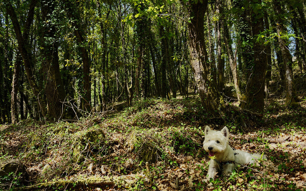 planes en Galicia con perro en parques naturales