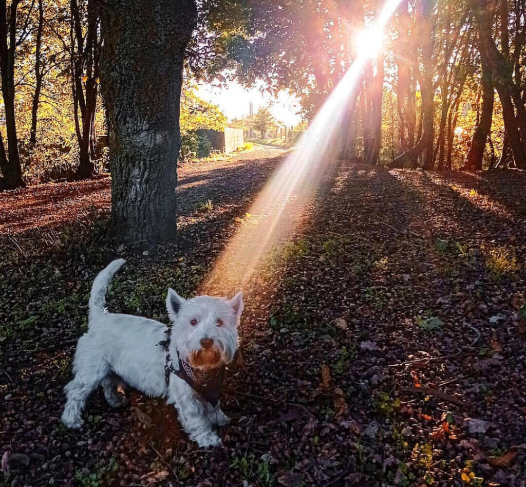 hacer rutas de senderismo en Galicia con perro