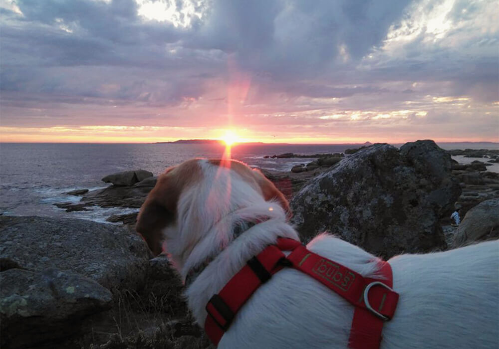 las mejores playas para visitar en Galicia con perro