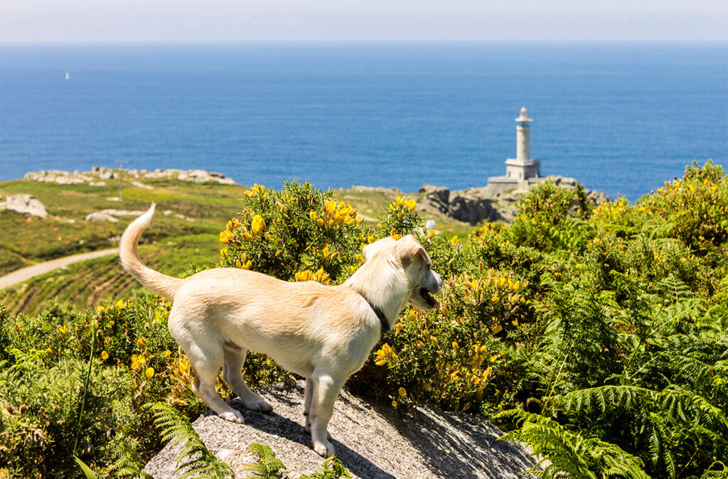 rutas en coche por Galicia con perro