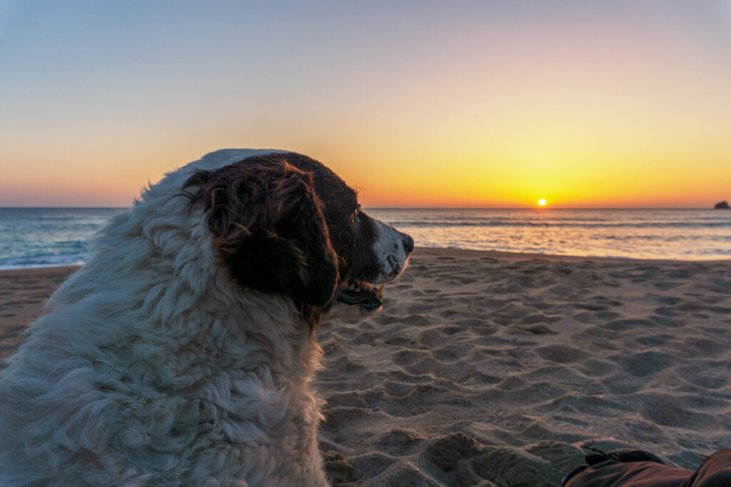 playas de Galicia con perro