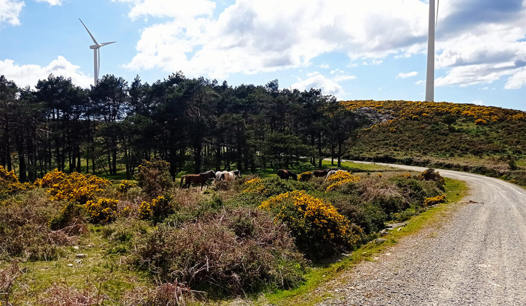 ver animales en libertad es uno de los mejores planes en Galicia con niños