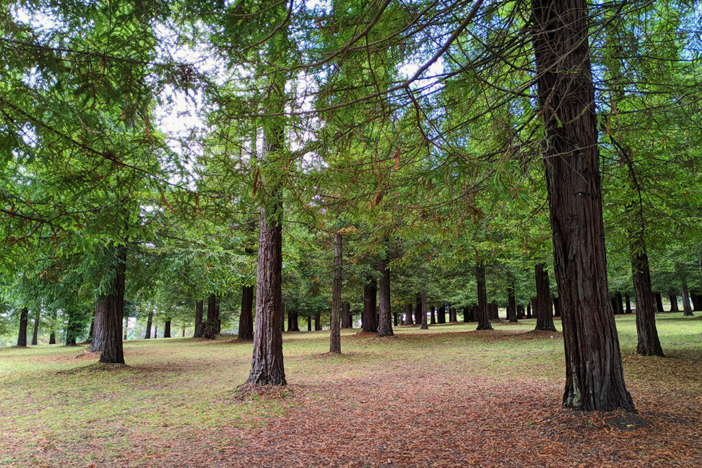 Bosque de Secuoyas de Colón, uno de los imprescindibles qué ver cerca de Combarro