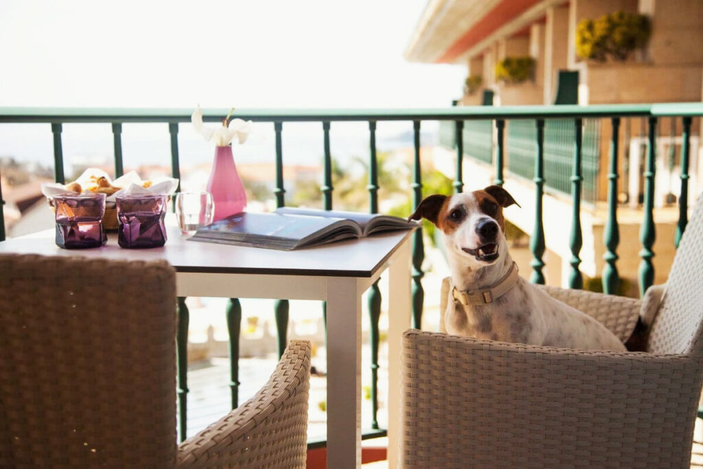 Augusta Eco Wellness Resort, uno de los mejores hoteles que admiten mascotas en Galicia