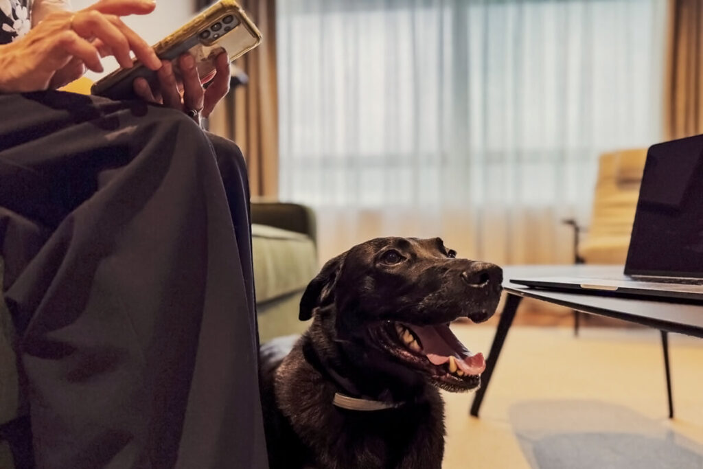 Hotel Bahía de Vigo, uno de los mejores hoteles que admiten mascotas en Galicia
