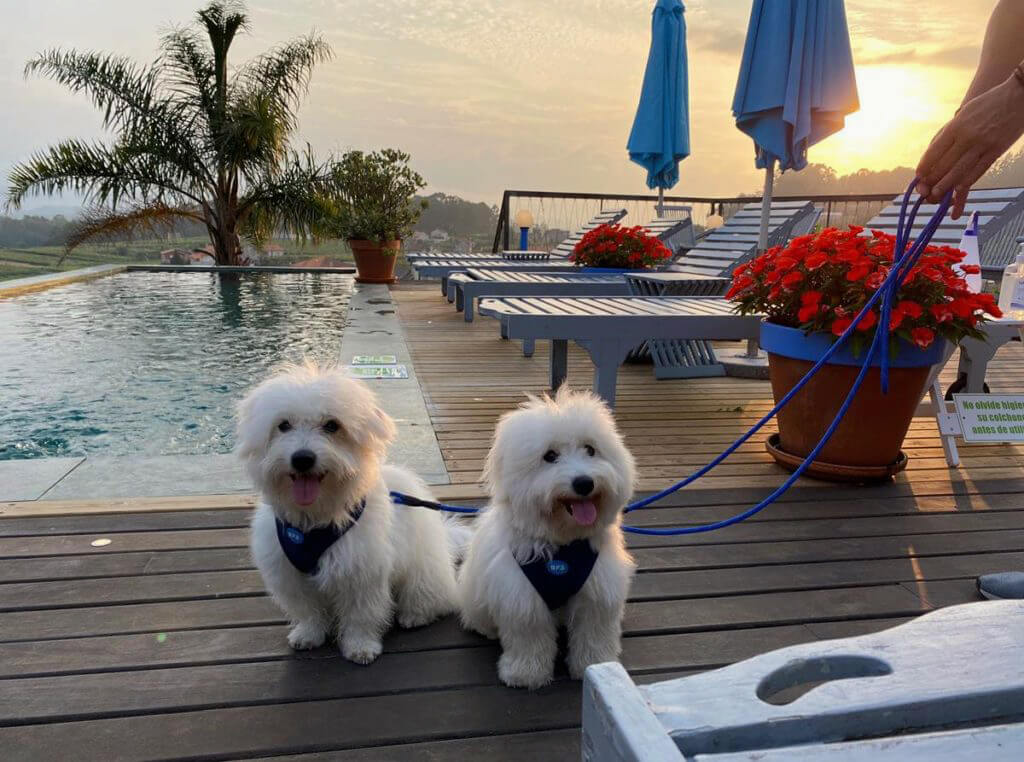 hoteles pet friendly Galicia (Quinta de San amaro)