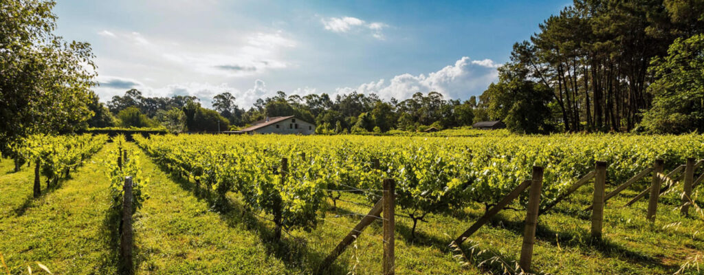 Bodegas Corisca, una de las mejores bodegas de las Rías Baixas