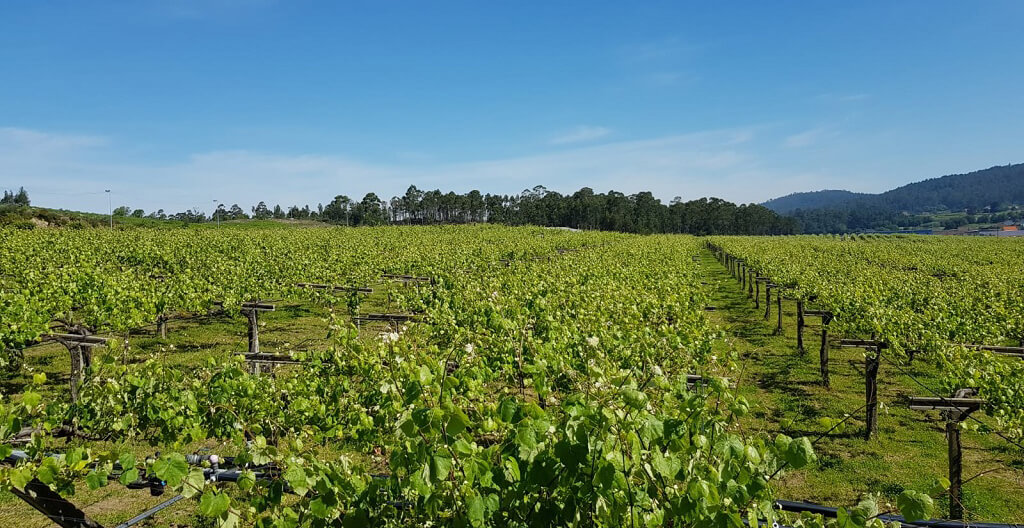 visitar bodegas en las Rías Baixas