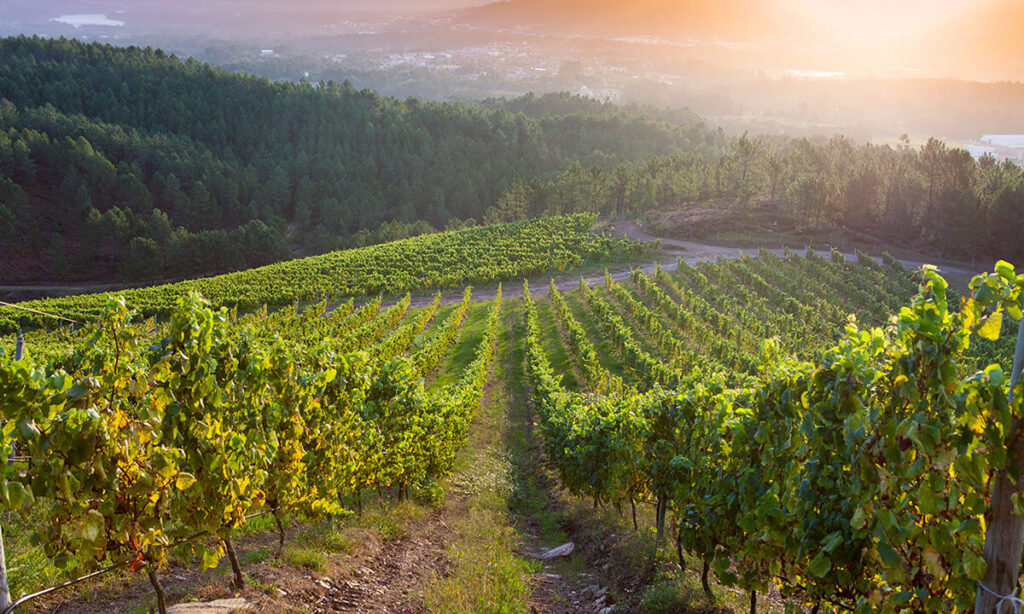 Terras Gauda es una de las bodegas de las Rías Baixas más prestigiosas