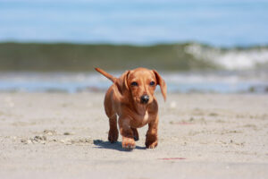 playas para perros en Galicia 2025 guía completa