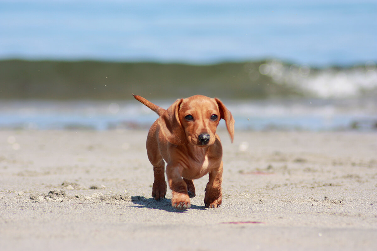 playas para perros en Galicia 2025 guía completa